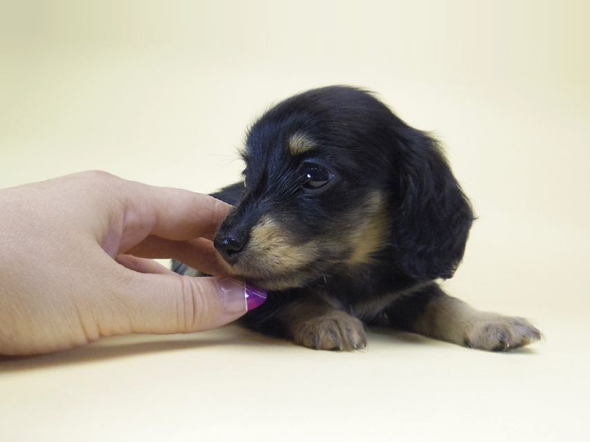 ダックスフンド カニンヘン オーシャン & 朝日の子犬 ブラッククリーム 女の子②