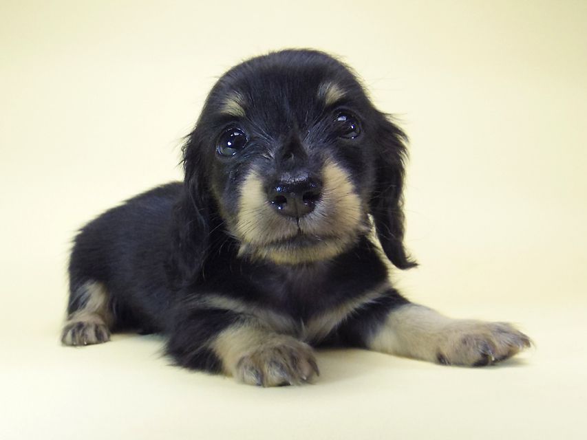 ダックスフンド カニンヘン オーシャン & 朝日の子犬 ブラッククリーム 女の子②