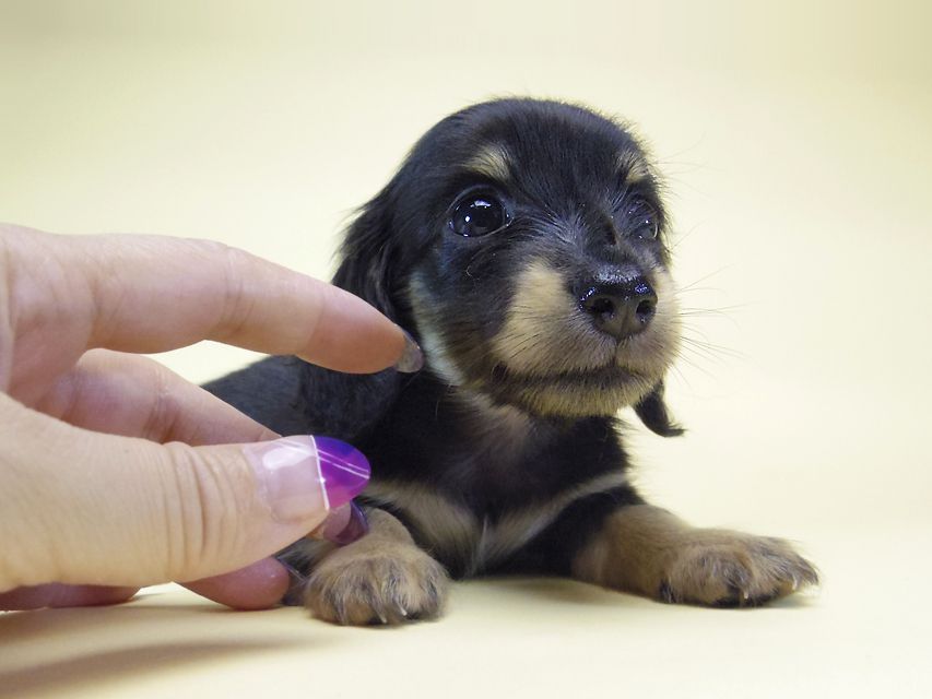 ダックスフンド カニンヘン オーシャン & 朝日の子犬 ブラッククリーム 女の子②