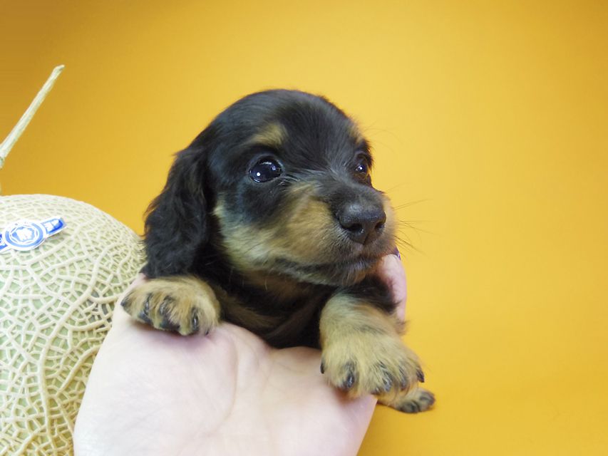 ダックスフンド カニンヘン ウズメ & クッキーの子犬 ブラックタン 男の子