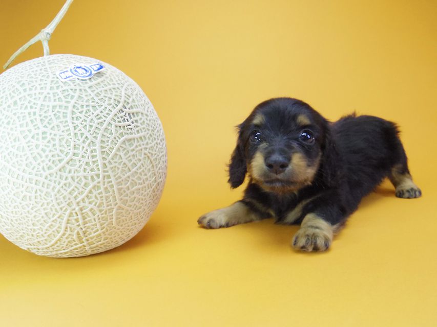 ダックスフンド カニンヘン ウズメ & クッキーの子犬 ブラックタン 男の子
