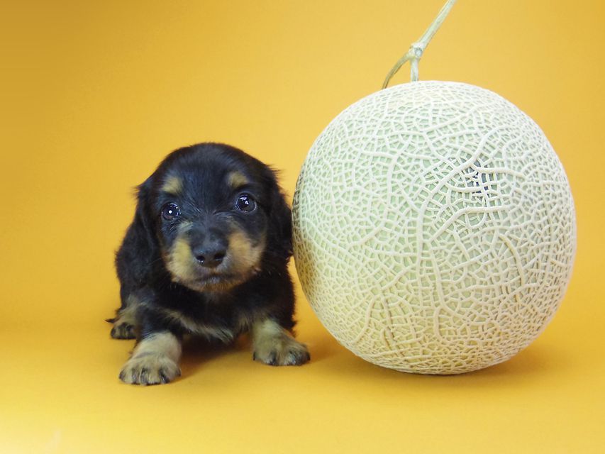 ダックスフンド カニンヘン ウズメ & クッキーの子犬 ブラックタン 男の子