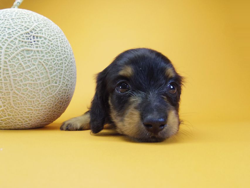 ダックスフンド カニンヘン ウズメ & クッキーの子犬 ブラックタン 男の子