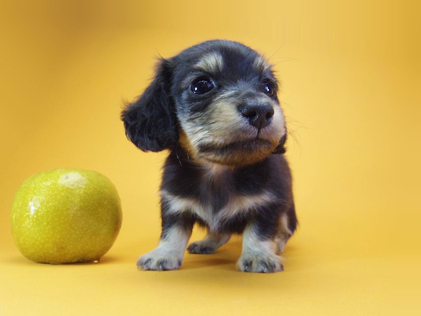 ダックスフンド カニンヘン ウズメ & クッキーの子犬 ブラッククリーム 男の子