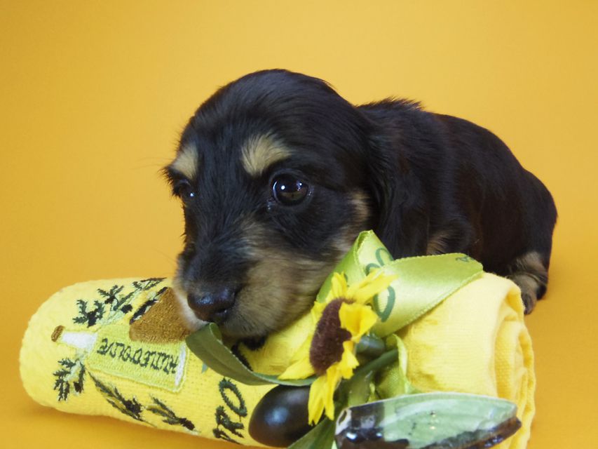 ダックスフンド カニンヘン アンジー& 武蔵の子犬 ブラッククリーム 女の子