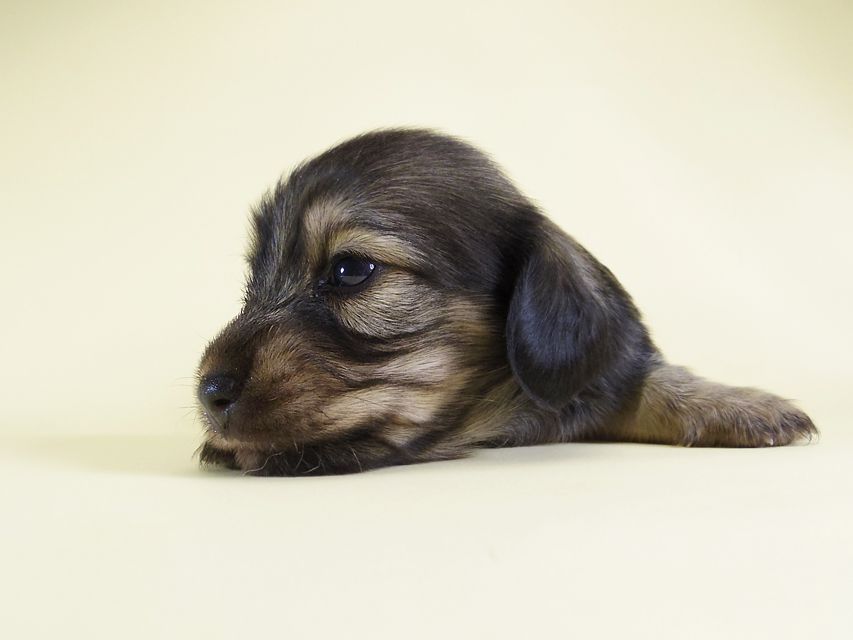 ダックスフンド カニンヘン ティアラ & 武蔵の子犬 シェーデットクリーム 男の子