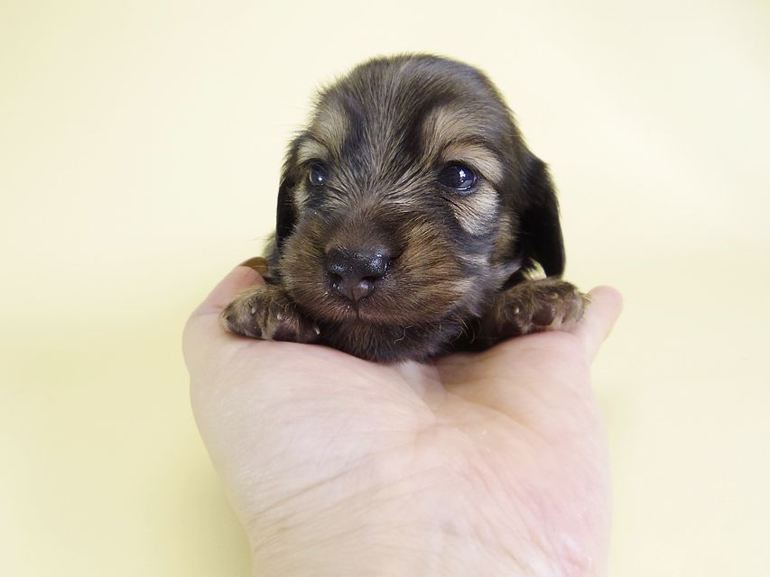 ダックスフンド カニンヘン ティアラ & 武蔵の子犬 シェーデットクリーム 男の子
