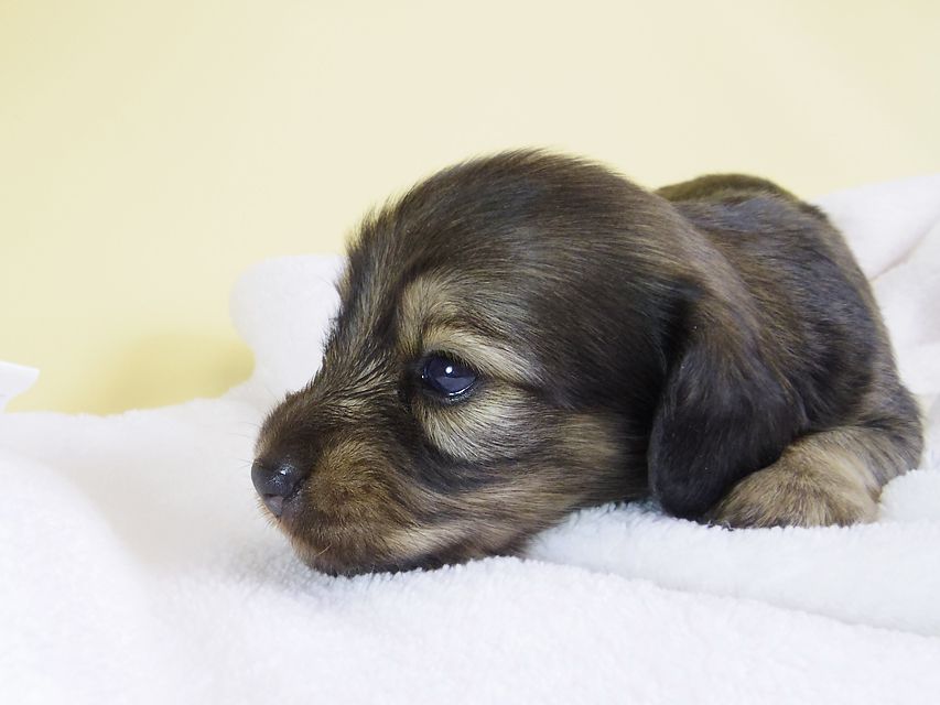 ダックスフンド カニンヘン ティアラ & 武蔵の子犬 シェーデットクリーム 男の子