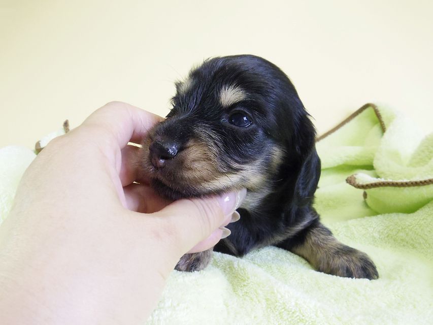 ダックスフンド カニンヘン ゆず & ジャンの子犬 ブラッククリーム 女の子