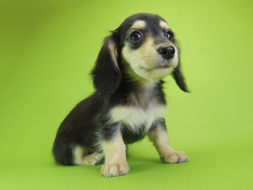 ダックスフンド カニンヘン オーシャン & 朝日の子犬 ブラッククリーム 女の子①_IGP6300 ダックスフンド カニンヘン オーシャン & 朝日の子犬 ブラッククリーム 女の子①