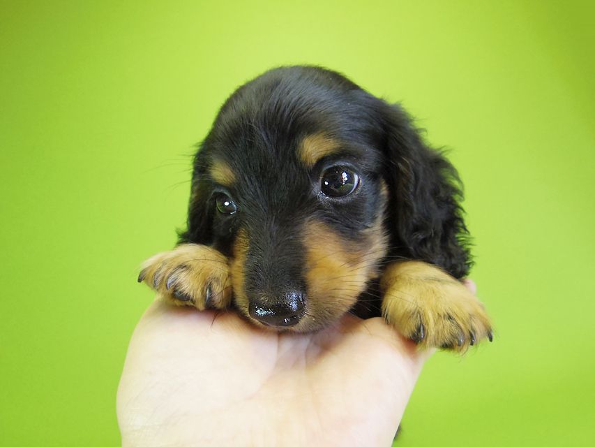 ダックスフンド カニンヘン ウズメ & クッキーの子犬 ブラックタン 男の子_IGP6331 ダックスフンド カニンヘン ウズメ & クッキーの子犬 ブラックタン 男の子