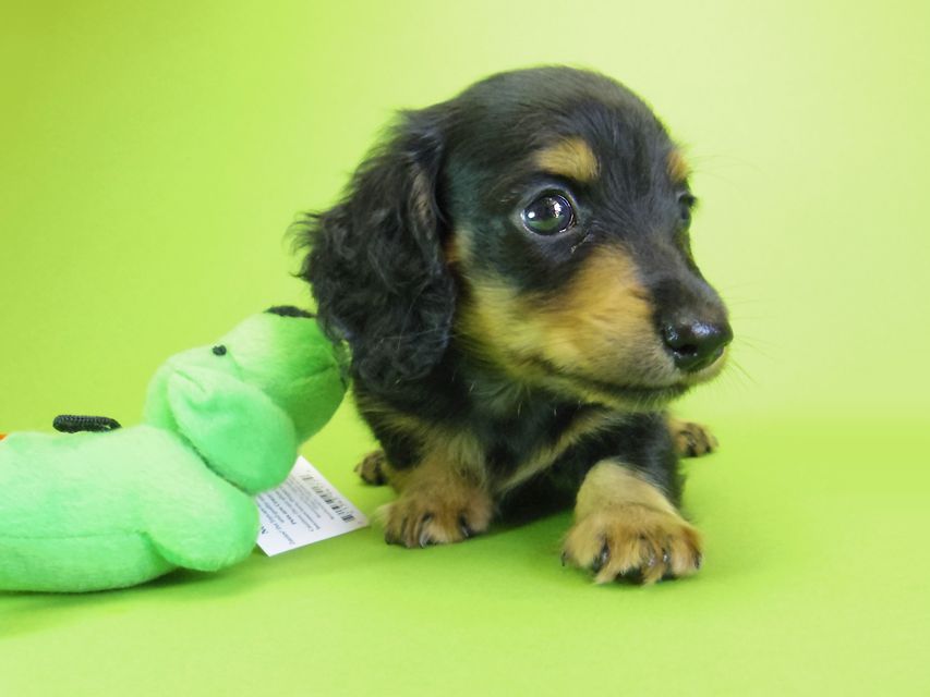 ダックスフンド カニンヘン ウズメ & クッキーの子犬 ブラックタン 男の子_IGP6335 ダックスフンド カニンヘン ウズメ & クッキーの子犬 ブラックタン 男の子