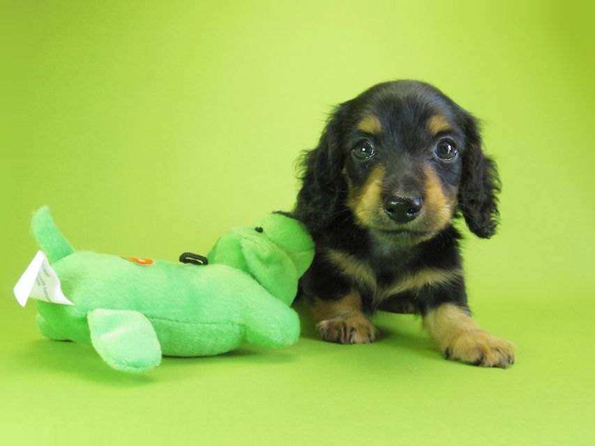 ダックスフンド カニンヘン ウズメ & クッキーの子犬 ブラックタン 男の子_IGP6336 ダックスフンド カニンヘン ウズメ & クッキーの子犬 ブラックタン 男の子