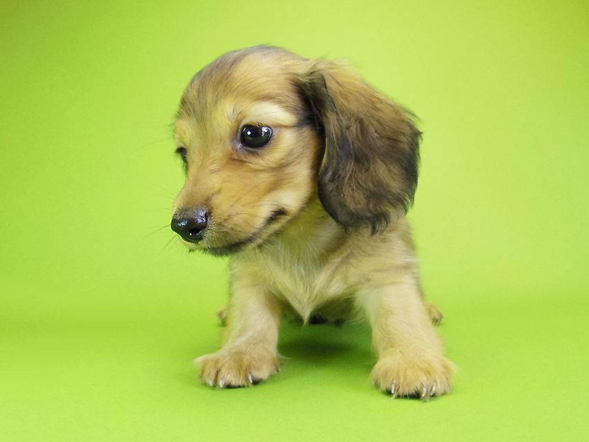 ダックスフンド カニンヘン ウズメ & クッキーの子犬 レッド 男の子