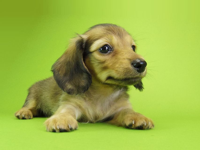 ダックスフンド カニンヘン ウズメ & クッキーの子犬 レッド 男の子