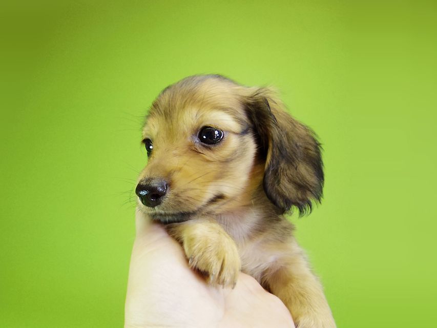 ダックスフンド カニンヘン ウズメ & クッキーの子犬 レッド 男の子