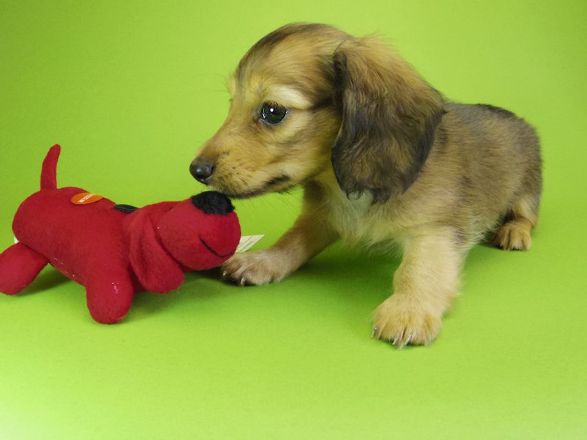 ダックスフンド カニンヘン ウズメ & クッキーの子犬 レッド 男の子