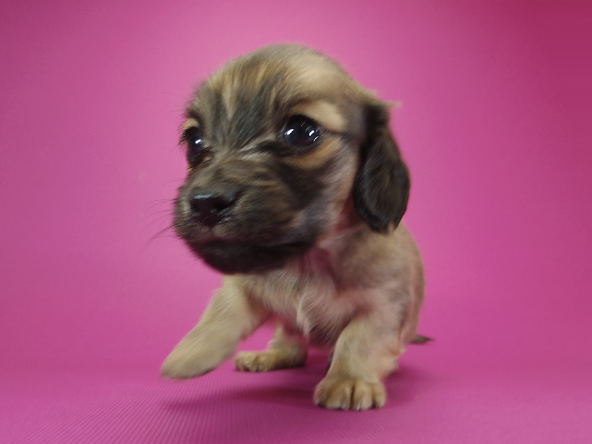 ダックスフンド カニンヘン シャーロット.cs & ジムダンディの子犬 シェーデットクリーム 男の子