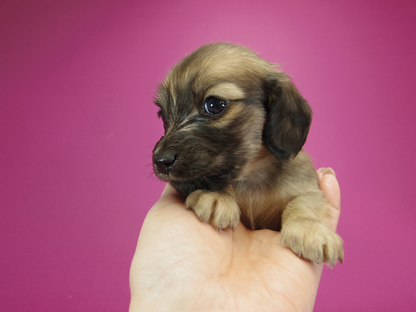 ダックスフンド カニンヘン シャーロット.cs & ジムダンディの子犬 シェーデットクリーム 男の子