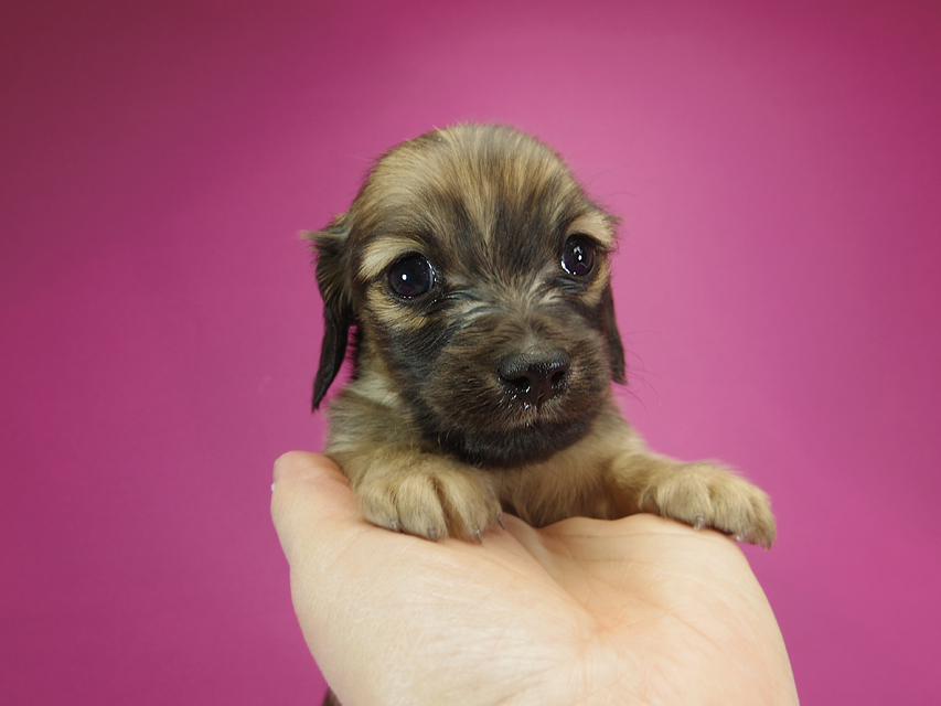 ダックスフンド カニンヘン シャーロット.cs & ジムダンディの子犬 シェーデットクリーム 男の子