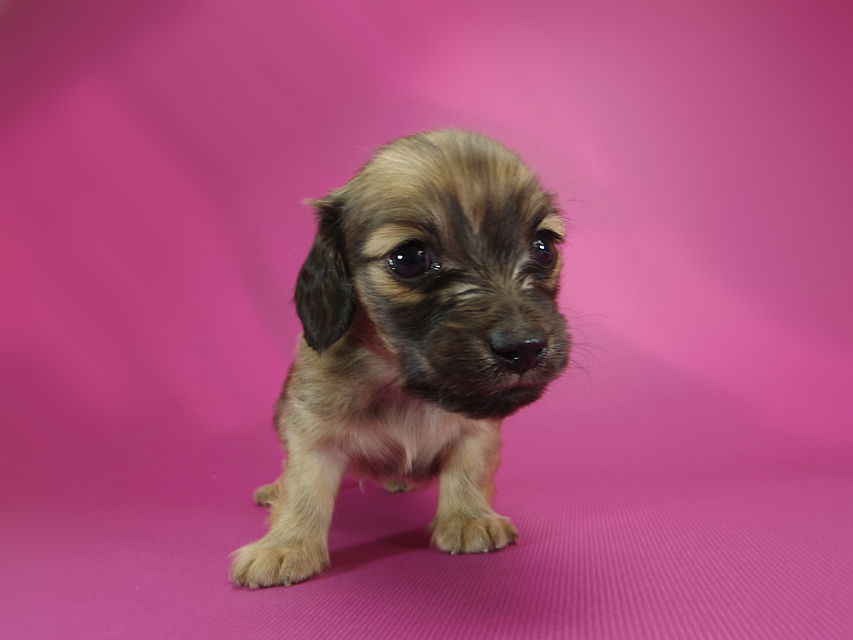 ダックスフンド カニンヘン シャーロット.cs & ジムダンディの子犬 シェーデットクリーム 男の子