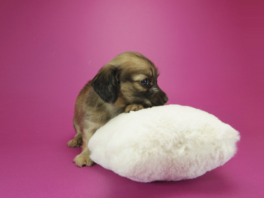 ダックスフンド カニンヘン シャーロット.cs & ジムダンディの子犬 シェーデットクリーム 男の子
