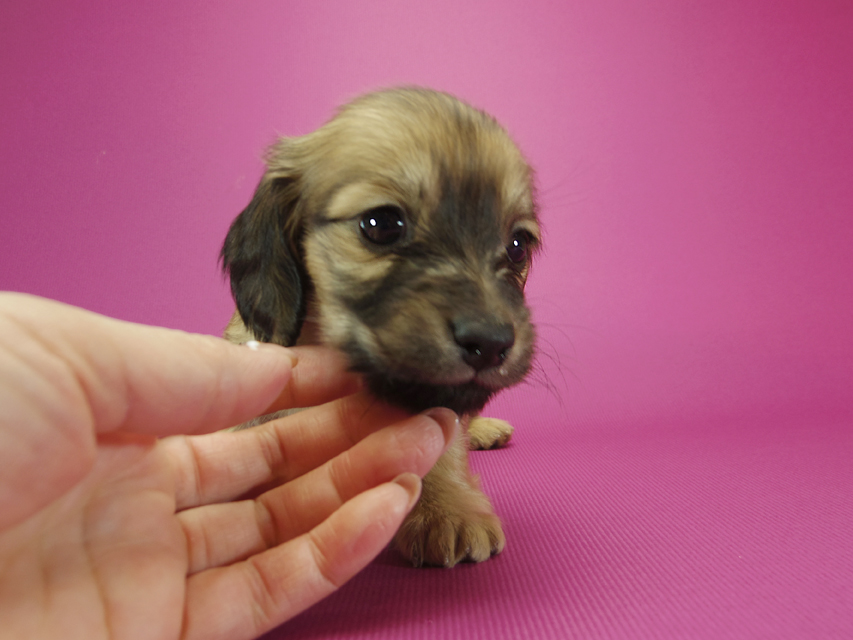 ダックスフンド カニンヘン シャーロット.cs & ジムダンディの子犬 シェーデットクリーム 女の子