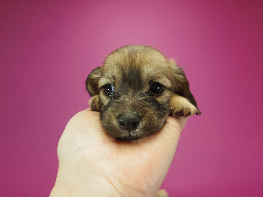 ダックスフンド カニンヘン シャーロット.cs & ジムダンディの子犬 シェーデットクリーム 女の子