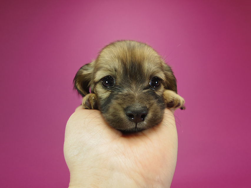 ダックスフンド カニンヘン シャーロット.cs & ジムダンディの子犬 シェーデットクリーム 女の子