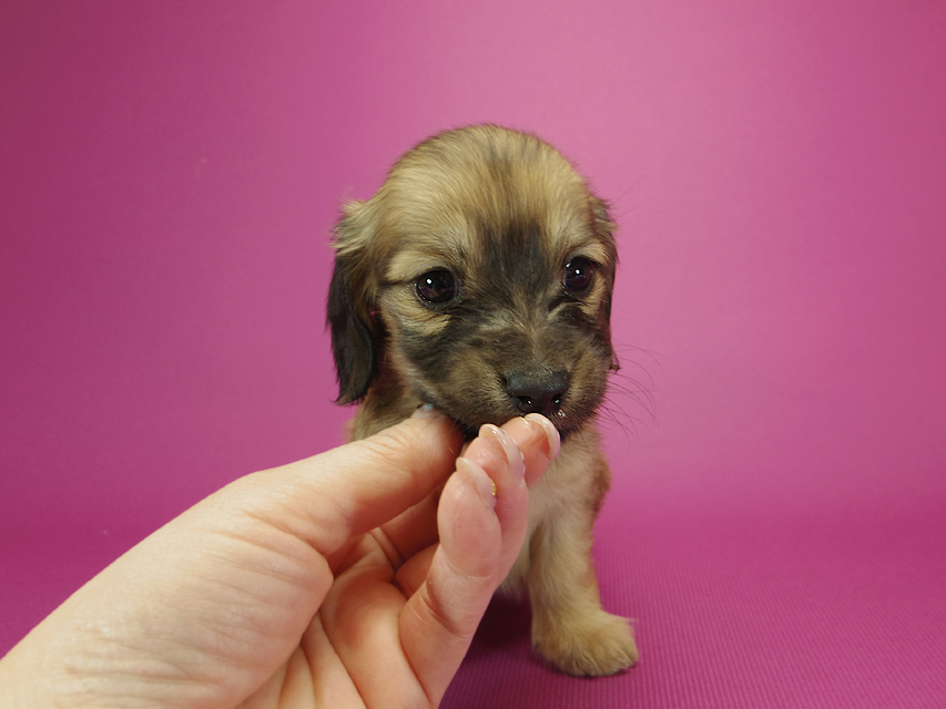 ダックスフンド カニンヘン シャーロット.cs & ジムダンディの子犬 シェーデットクリーム 女の子