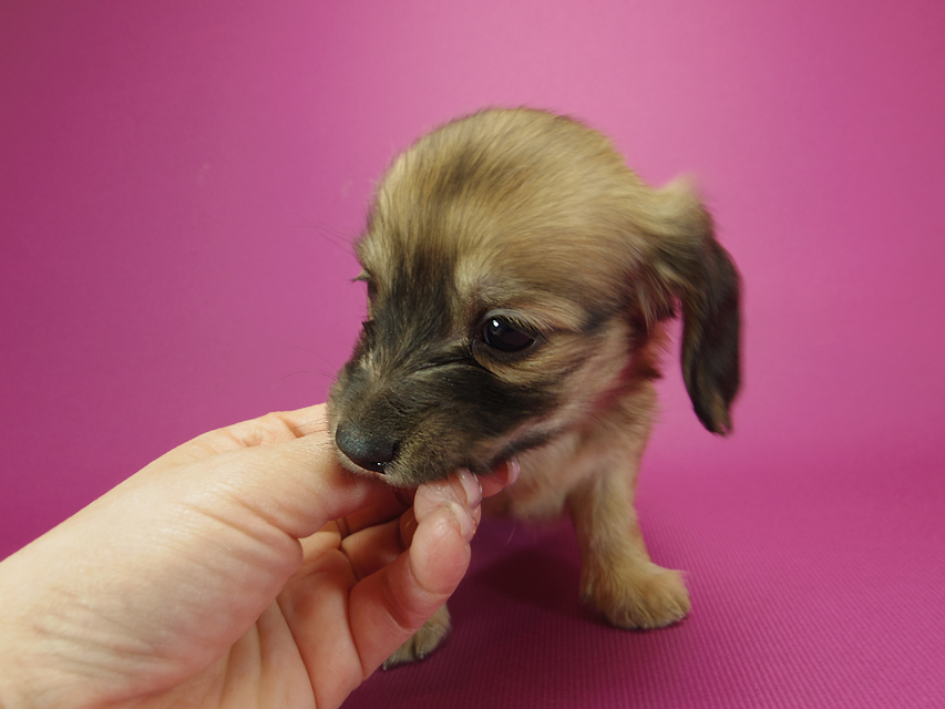 ダックスフンド カニンヘン シャーロット.cs & ジムダンディの子犬 シェーデットクリーム 女の子