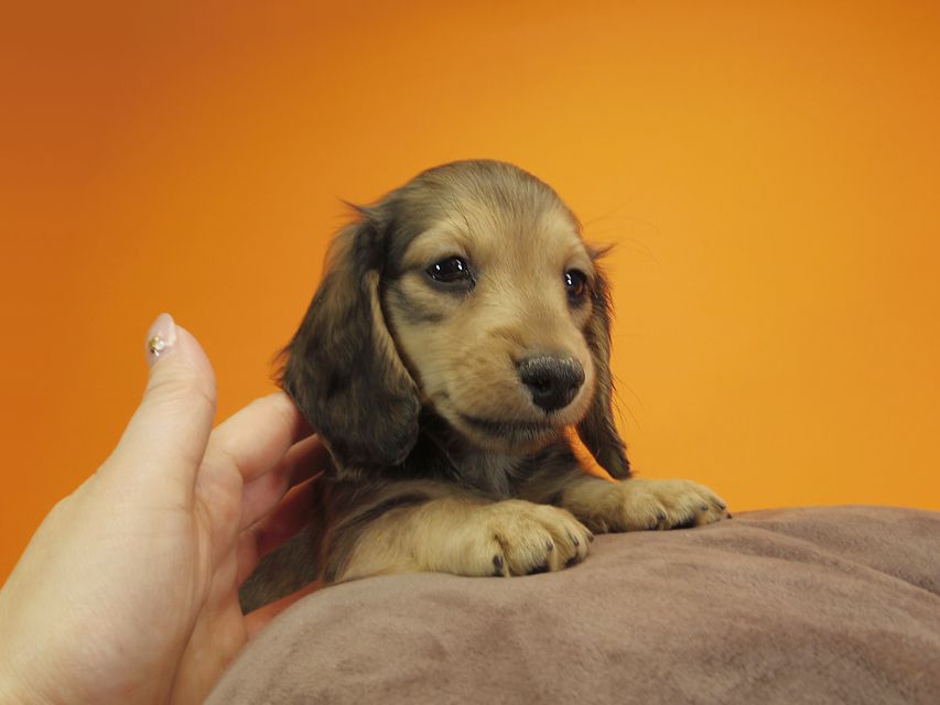 ダックスフンド カニンヘン クム & ジャンの子犬 シェーデットクリーム 女の子①IMGP0453 ダックスフンド カニンヘン クム & ジャンの子犬 シェーデットクリーム 女の子①