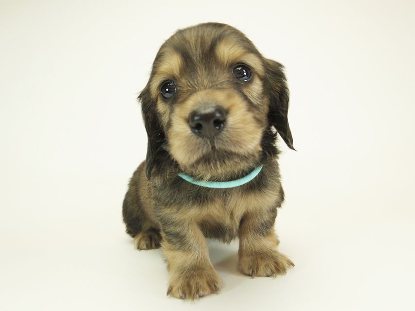 ダックスフンド カニンヘン シュガー & PUPUの子犬 シェーデットクリーム 男の子 お写真初登場IMGP0507 ダックスフンド カニンヘン シュガー & PUPUの子犬 シェーデットクリーム 男の子 お写真初登場