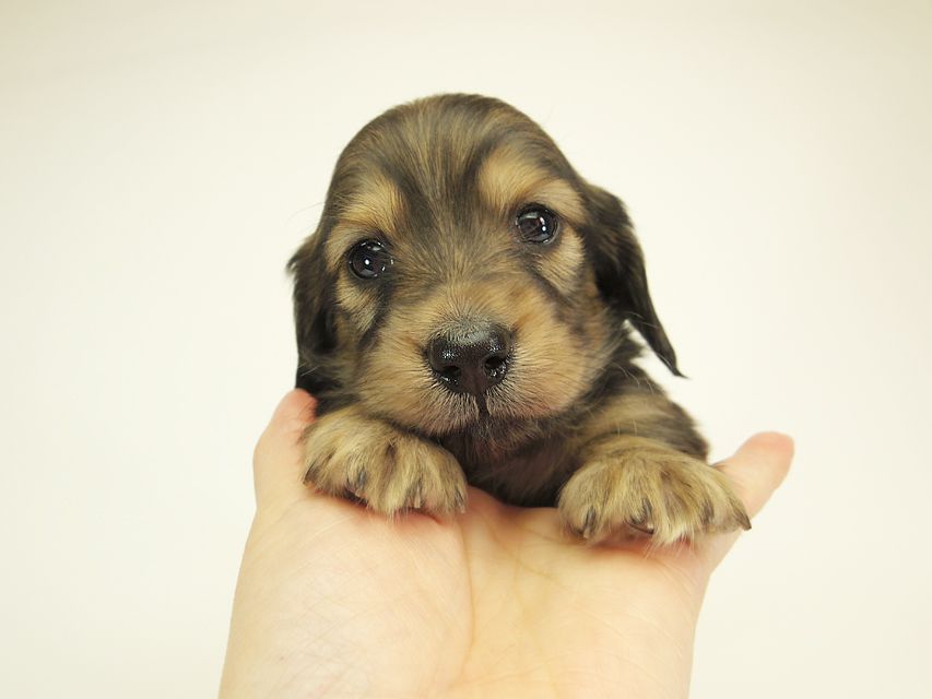 ダックスフンド カニンヘン シュガー & PUPUの子犬 シェーデットクリーム 男の子 お写真初登場IMGP0514 ダックスフンド カニンヘン シュガー & PUPUの子犬 シェーデットクリーム 男の子 お写真初登場