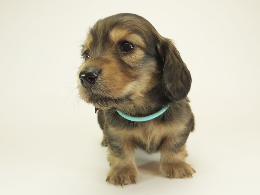 ダックスフンド カニンヘン シュガー & PUPUの子犬 シェーデットクリーム 男の子 お写真初登場IMGP0519 ダックスフンド カニンヘン シュガー & PUPUの子犬 シェーデットクリーム 男の子 お写真初登場