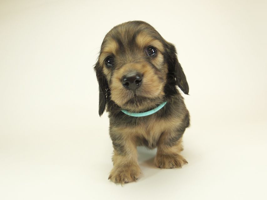 ダックスフンド カニンヘン シュガー & PUPUの子犬 シェーデットクリーム 男の子 お写真初登場IMGP0522 ダックスフンド カニンヘン シュガー & PUPUの子犬 シェーデットクリーム 男の子 お写真初登場