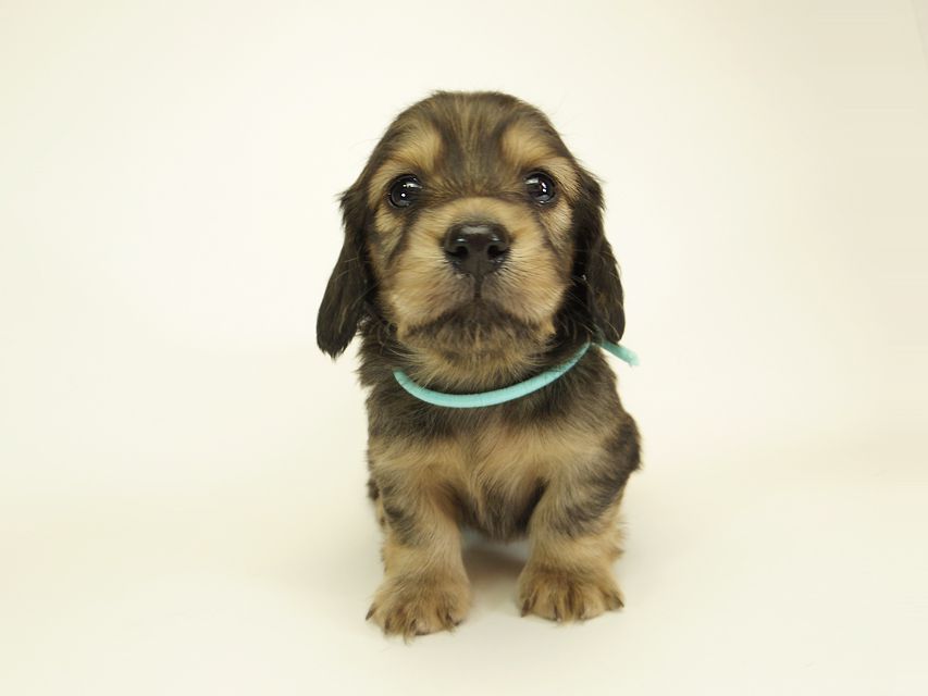 ダックスフンド カニンヘン シュガー & PUPUの子犬 シェーデットクリーム 男の子 お写真初登場IMGP0525 ダックスフンド カニンヘン シュガー & PUPUの子犬 シェーデットクリーム 男の子 お写真初登場