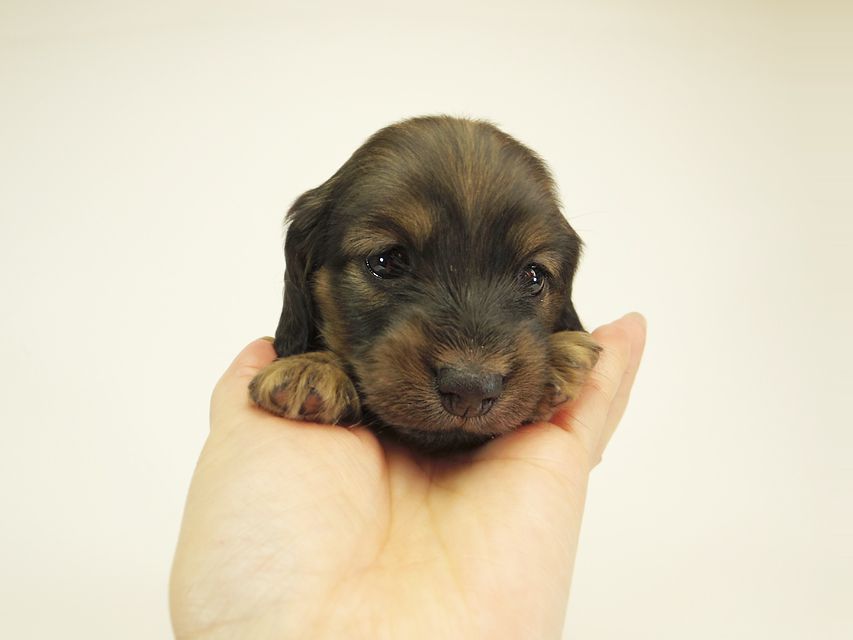 ダックスフンド カニンヘン シュガー & PUPUの子犬 シェーデットクリーム 女の子② お写真初登場IMGP0552 ダックスフンド カニンヘン シュガー & PUPUの子犬 シェーデットクリーム 女の子② お写真初登場