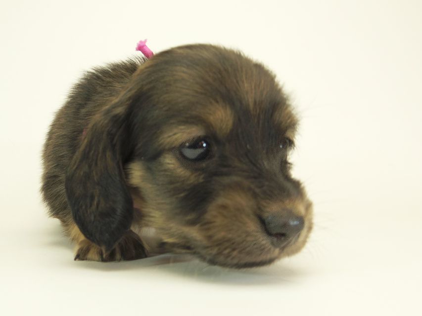ダックスフンド カニンヘン シュガー & PUPUの子犬 シェーデットクリーム 女の子② お写真初登場IMGP0559 ダックスフンド カニンヘン シュガー & PUPUの子犬 シェーデットクリーム 女の子② お写真初登場