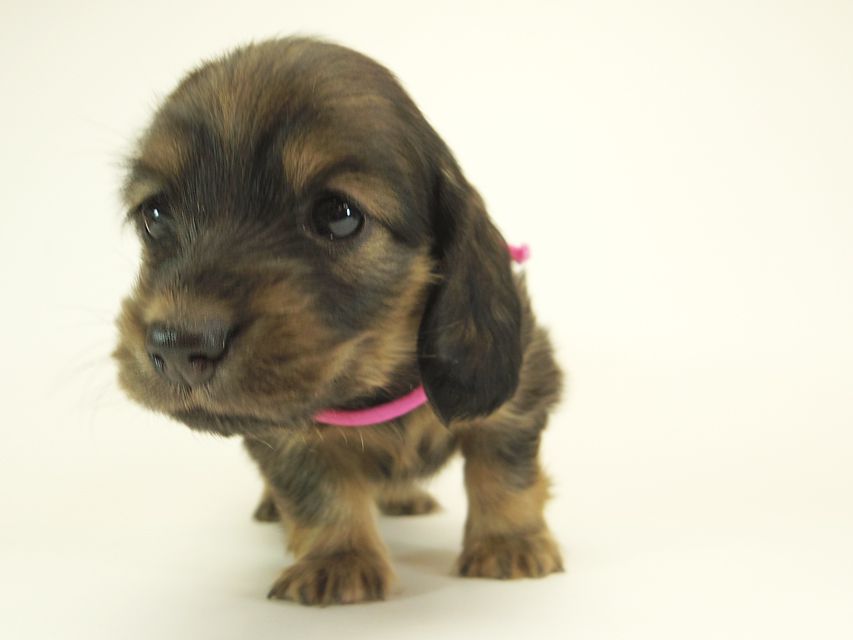 ダックスフンド カニンヘン シュガー & PUPUの子犬 シェーデットクリーム 女の子② お写真初登場IMGP0560 ダックスフンド カニンヘン シュガー & PUPUの子犬 シェーデットクリーム 女の子② お写真初登場