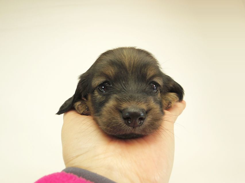 ダックスフンド カニンヘン シュガー & PUPUの子犬 シェーデットクリーム 女の子② お写真初登場IMGP0564 ダックスフンド カニンヘン シュガー & PUPUの子犬 シェーデットクリーム 女の子② お写真初登場