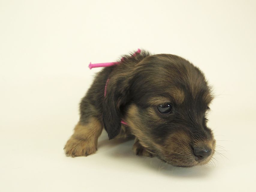 ダックスフンド カニンヘン シュガー & PUPUの子犬 シェーデットクリーム 女の子② お写真初登場IMGP0565 ダックスフンド カニンヘン シュガー & PUPUの子犬 シェーデットクリーム 女の子② お写真初登場