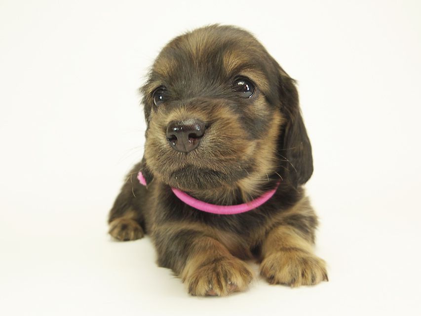 ダックスフンド カニンヘン シュガー & PUPUの子犬 シェーデットクリーム 女の子② お写真初登場IMGP0568 ダックスフンド カニンヘン シュガー & PUPUの子犬 シェーデットクリーム 女の子② お写真初登場