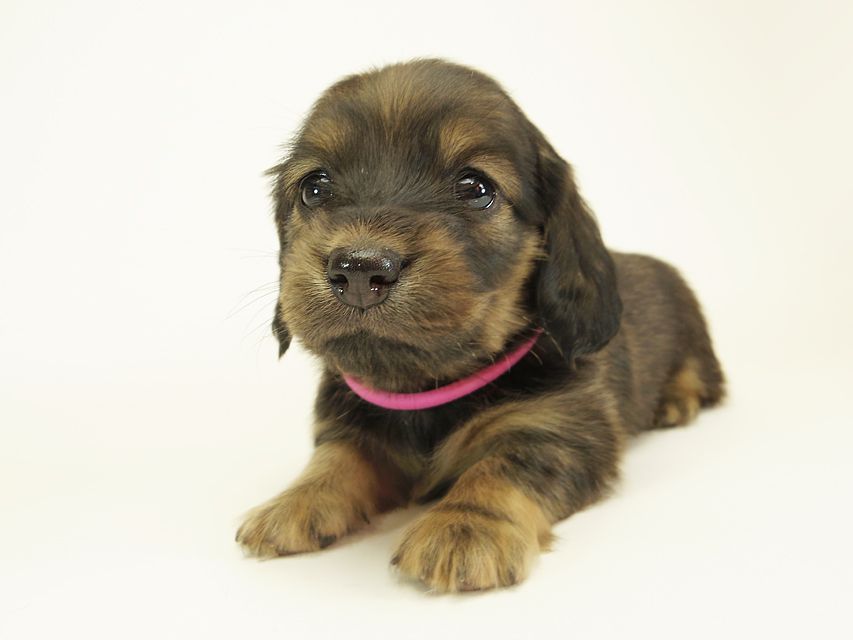 ダックスフンド カニンヘン シュガー & PUPUの子犬 シェーデットクリーム 女の子② お写真初登場IMGP0570 ダックスフンド カニンヘン シュガー & PUPUの子犬 シェーデットクリーム 女の子② お写真初登場