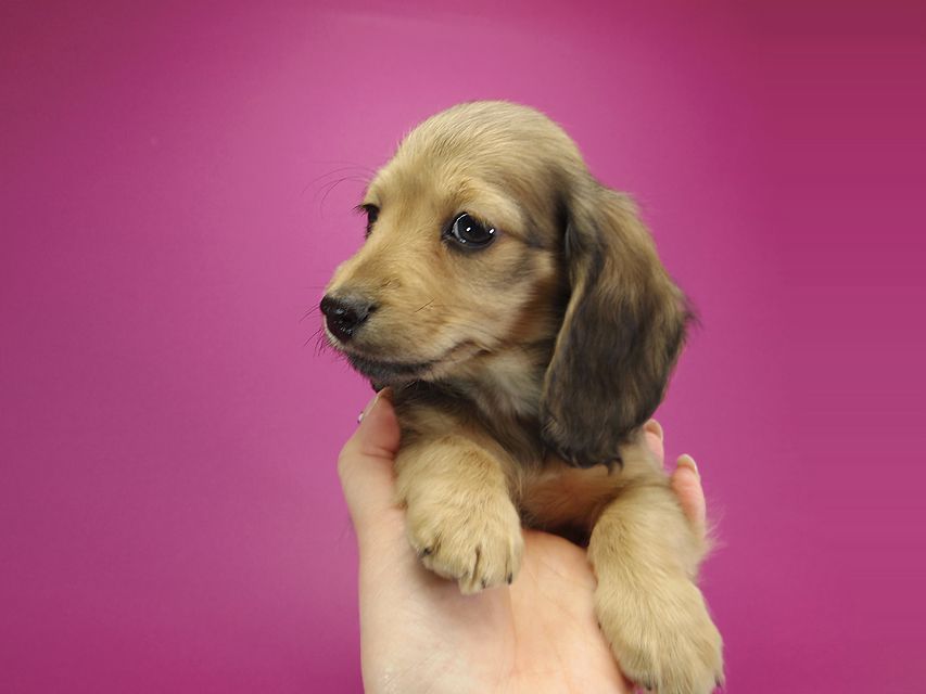 ダックスフンド カニンヘン クム & ジャンの子犬 シェーデットクリーム 女の子①