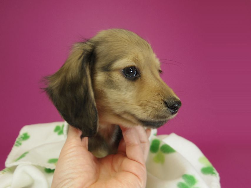 ダックスフンド カニンヘン クム & ジャンの子犬 シェーデットクリーム 女の子①