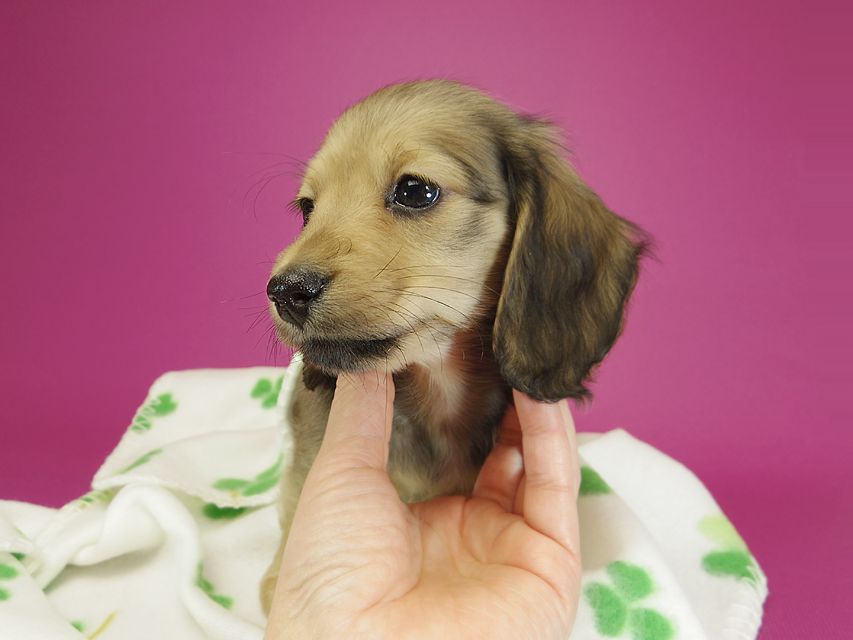 ダックスフンド カニンヘン クム & ジャンの子犬 シェーデットクリーム 女の子①