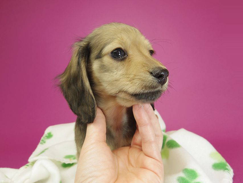 ダックスフンド カニンヘン クム & ジャンの子犬 シェーデットクリーム 女の子①