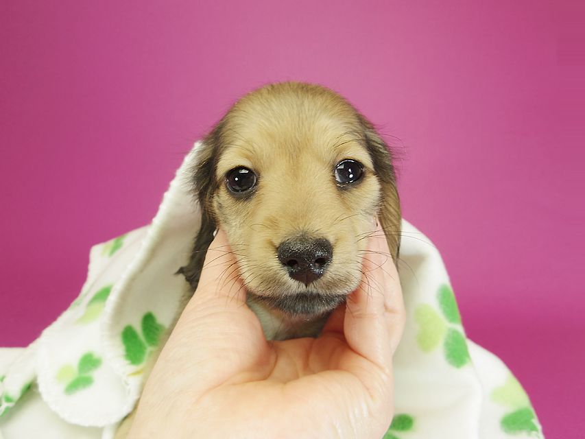 ダックスフンド カニンヘン クム & ジャンの子犬 シェーデットクリーム 女の子①