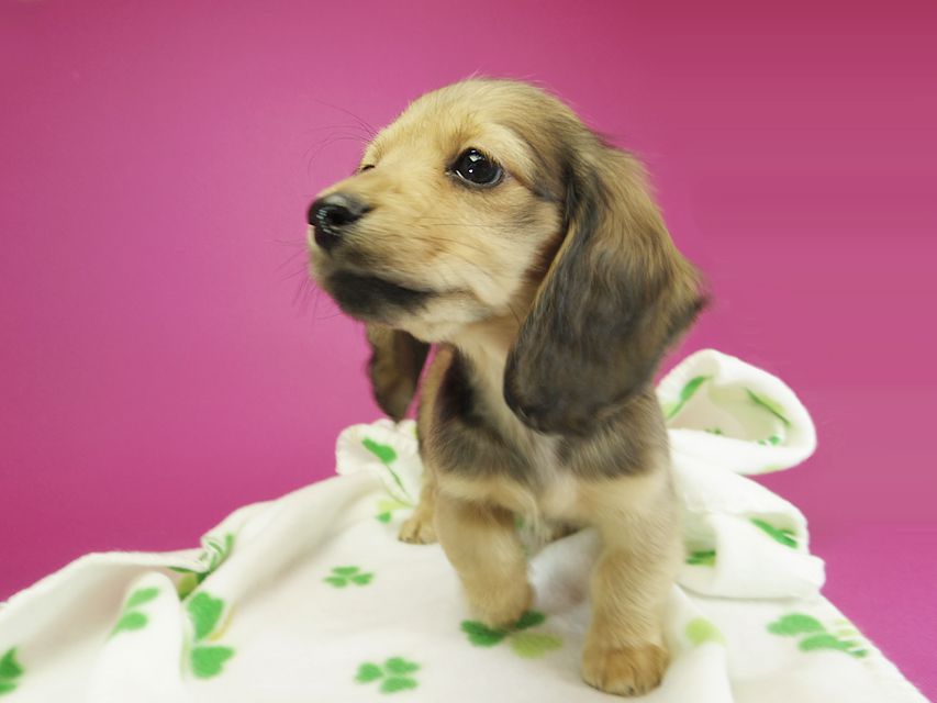 ダックスフンド カニンヘン クム & ジャンの子犬 シェーデットクリーム 女の子①